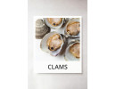 Clams