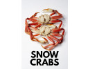 Snow Crab