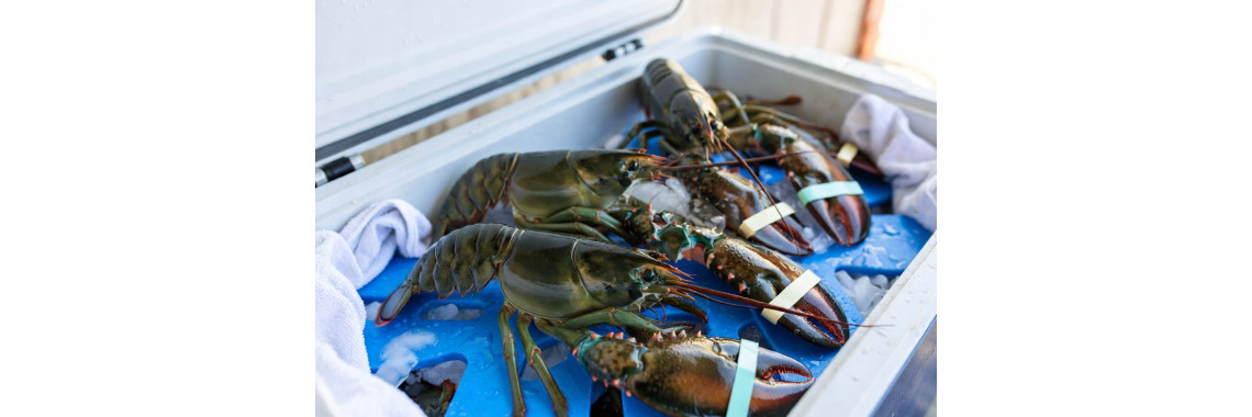 How to hold lobsters