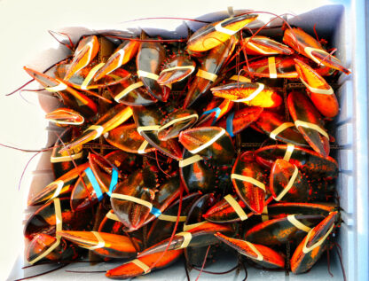 Party Packs & Case Lots