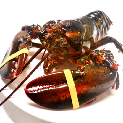 FRESH Live Lobster